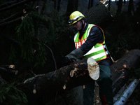 Motorsäge im Einsatz